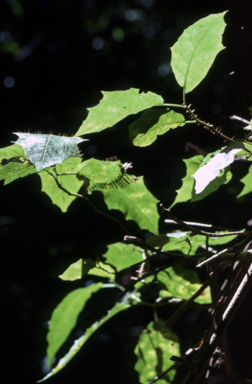 APII jpeg image of Solanum sp.  © contact APII