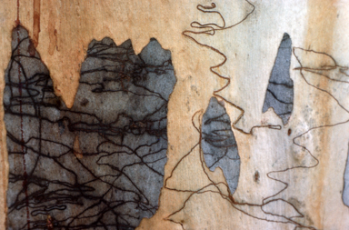 APII jpeg image of Eucalyptus haemastoma  © contact APII