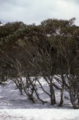 APII jpeg image of Eucalyptus pauciflora subsp. niphophila  © contact APII