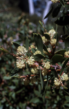 APII jpeg image of Hakea nitida  © contact APII