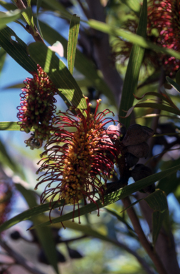 APII jpeg image of Hakea archaeoides  © contact APII