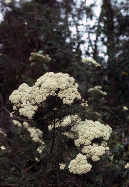 APII jpeg image of Ozothamnus diosmifolius  © contact APII