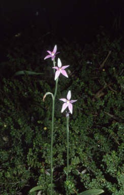 APII jpeg image of Caladenia latifolia  © contact APII