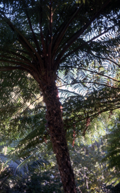 APII jpeg image of Cyathea cooperi  © contact APII
