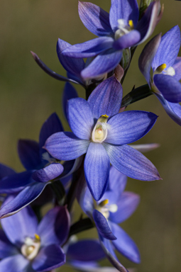 APII jpeg image of Thelymitra aristata  © contact APII