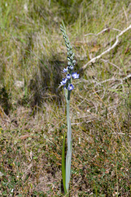 APII jpeg image of Thelymitra aristata  © contact APII