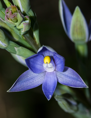 APII jpeg image of Thelymitra bracteata  © contact APII