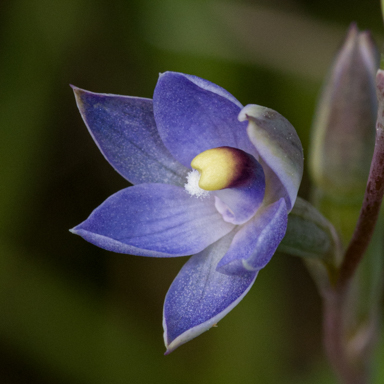 APII jpeg image of Thelymitra exigua  © contact APII