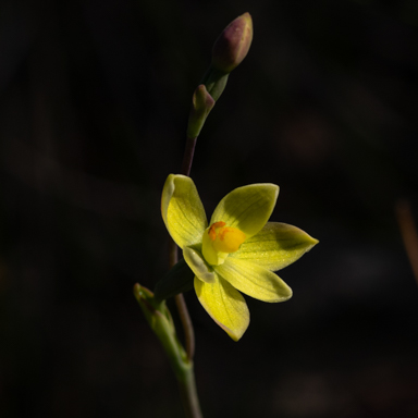 APII jpeg image of Thelymitra flexuosa  © contact APII