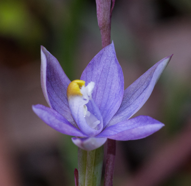 APII jpeg image of Thelymitra pauciflora  © contact APII