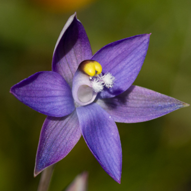 APII jpeg image of Thelymitra peniculata  © contact APII