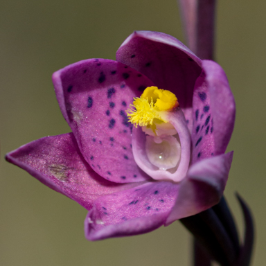 APII jpeg image of Thelymitra x irregularis  © contact APII