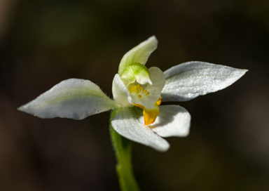 APII jpeg image of Caladenia aurantiaca  © contact APII