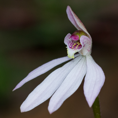 APII jpeg image of Caladenia carnea  © contact APII