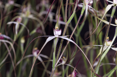 APII jpeg image of Caladenia colorata  © contact APII
