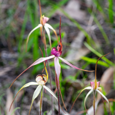 APII jpeg image of Caladenia fulva  © contact APII