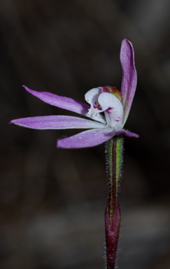 APII jpeg image of Caladenia fuscata  © contact APII
