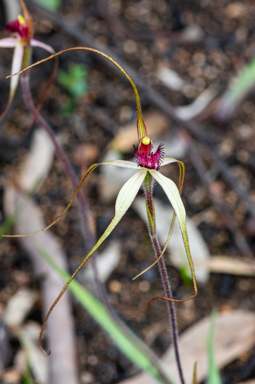 APII jpeg image of Caladenia grampiana?  © contact APII