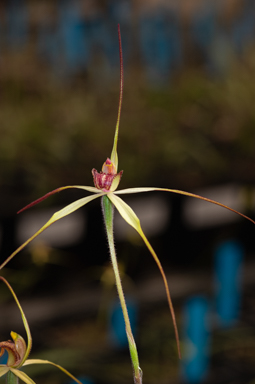 APII jpeg image of Caladenia pilotensis  © contact APII