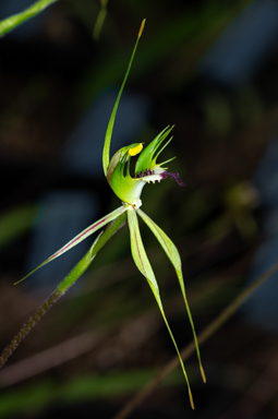 APII jpeg image of Caladenia tensa?  © contact APII