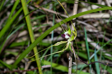 APII jpeg image of Caladenia tentaculata  © contact APII