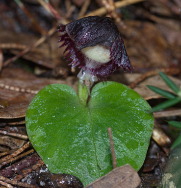 APII jpeg image of Corybas diemenicus  © contact APII