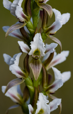 APII jpeg image of Prasophyllum spicatum  © contact APII