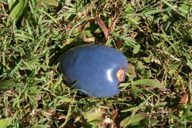 APII jpeg image of Cerbera floribunda  © contact APII