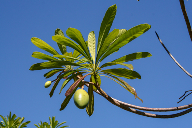 APII jpeg image of Cerbera floribunda  © contact APII