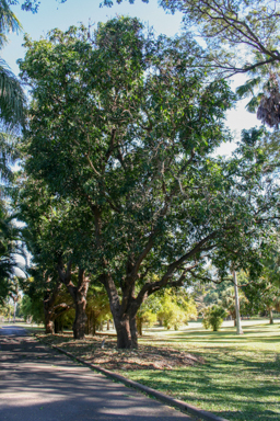 APII jpeg image of Mangifera indica  © contact APII