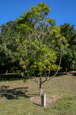 APII jpeg image of Elaeocarpus bancroftii  © contact APII