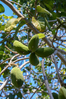 APII jpeg image of Sterculia quadrifida  © contact APII