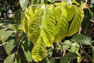 APII jpeg image of Leea novoguineensis  © contact APII