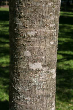APII jpeg image of Barringtonia acutangula  © contact APII