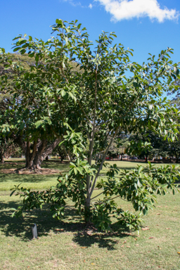 APII jpeg image of Ficus drupacea  © contact APII