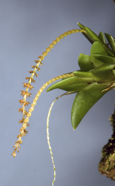 APII jpeg image of Oberonia carnosa  © contact APII