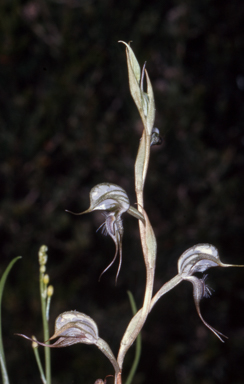 APII jpeg image of Pterostylis excelsa  © contact APII