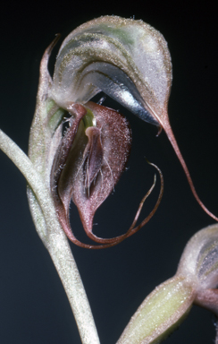 APII jpeg image of Pterostylis spathulata  © contact APII