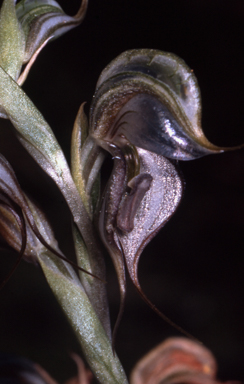 APII jpeg image of Pterostylis ovata  © contact APII