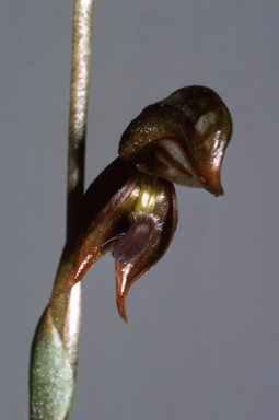 APII jpeg image of Pterostylis ferruginea  © contact APII