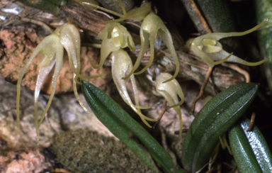 APII jpeg image of Bulbophyllum windsorense  © contact APII