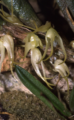 APII jpeg image of Bulbophyllum windsorense  © contact APII