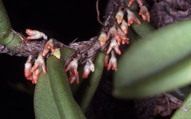 APII jpeg image of Bulbophyllum schillerianum  © contact APII