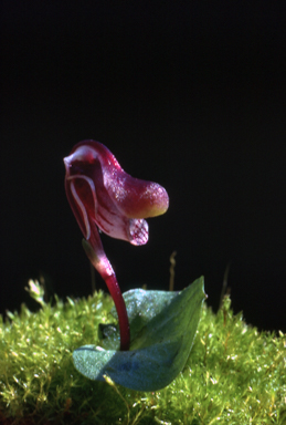 APII jpeg image of Corybas fordhamii  © contact APII