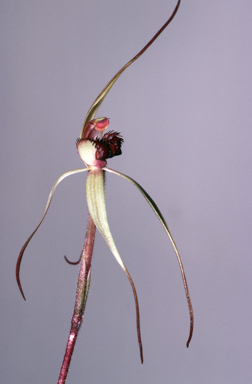 APII jpeg image of Caladenia magnifica  © contact APII