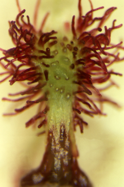 APII jpeg image of Arthrochilus prolixus  © contact APII