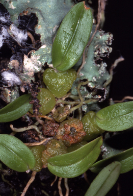 APII jpeg image of Bulbophyllum argyropus  © contact APII