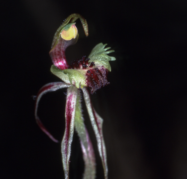 APII jpeg image of Caladenia amoena  © contact APII
