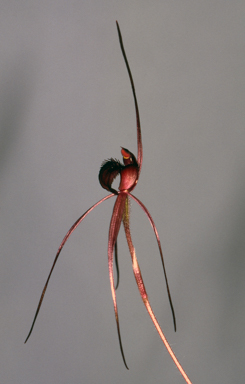 APII jpeg image of Caladenia branwhitei  © contact APII