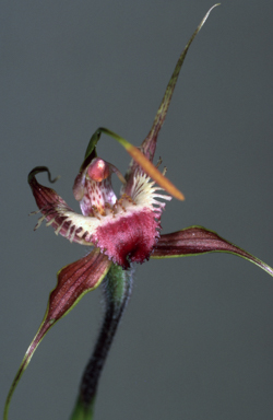 APII jpeg image of Caladenia ferruginea  © contact APII